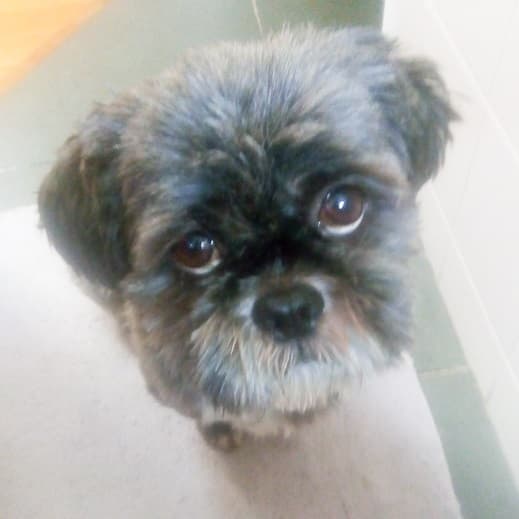 Cherub Chase the Younger — Unknown