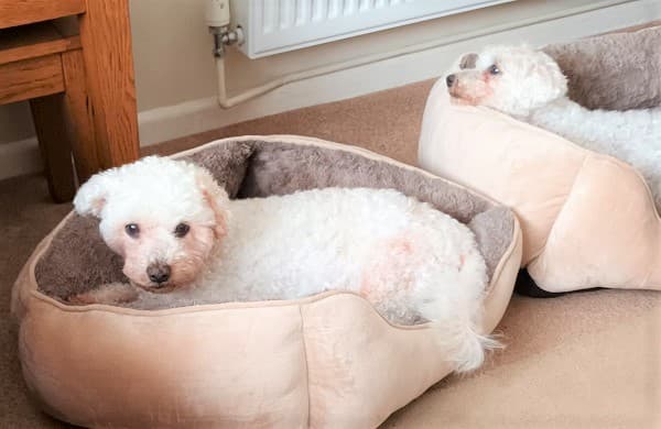 Fluffy poppets Honey & Alfie! — Unknown