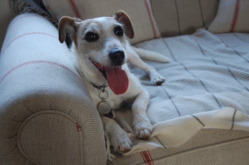 Endearing Belle, artist’s model-to-be! — Unknown