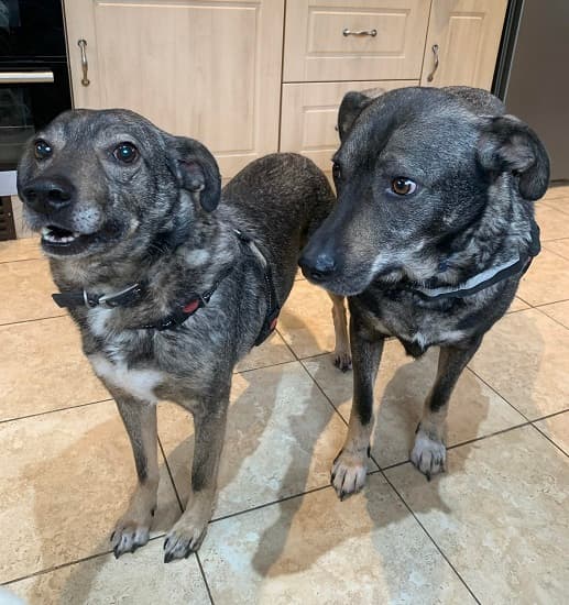 Marley & Bandit — Unknown