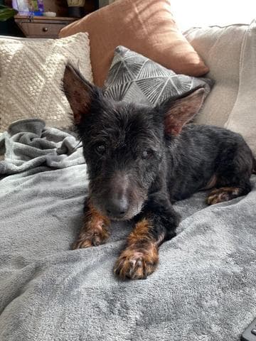 Oh So Cute Oscar — Unknown