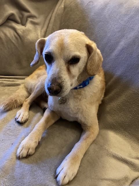 Jay for joy! — Unknown