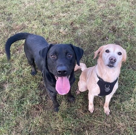 Ammo and Nala — Unknown