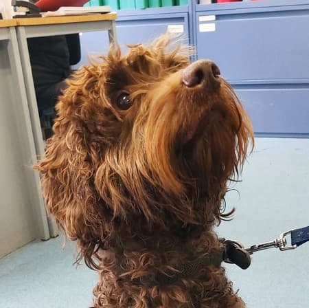 Wellington — Unknown