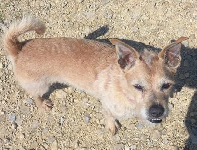 Archie Good Boy! — Unknown