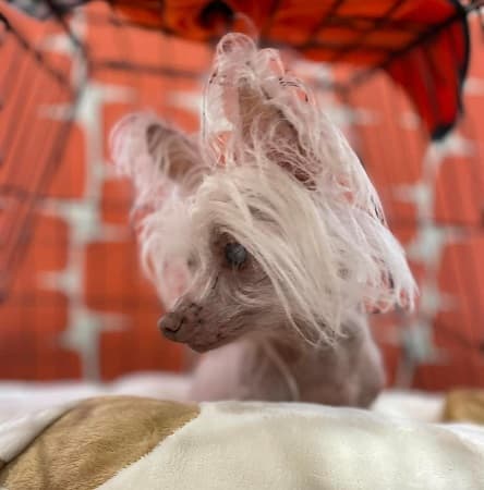 Tinkerbell — Unknown