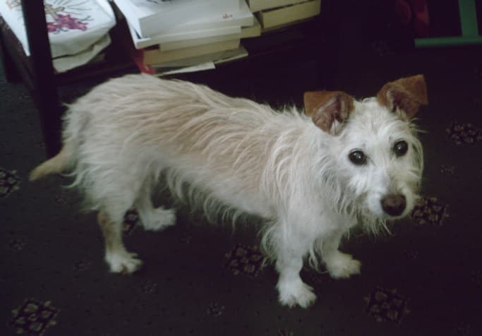 Georgie Porgie — Unknown