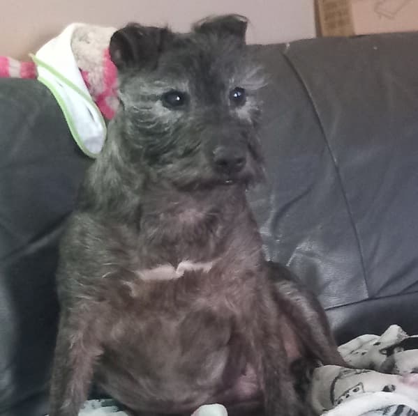 Little shadow Trixie! — Unknown