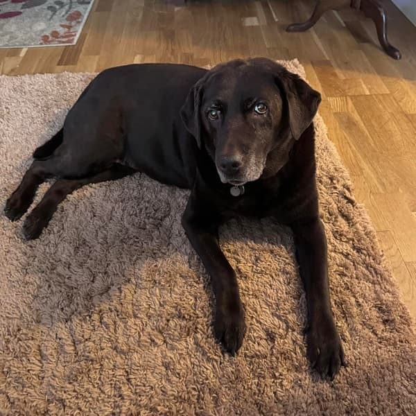 Pretty Bobbi No Barks! — Unknown