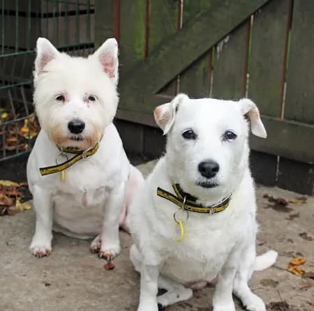 Jazz and Penny — Unknown