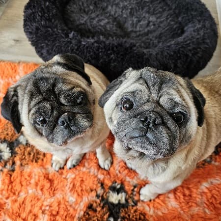 Bailey and Beau — Unknown