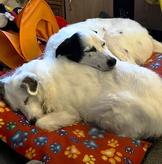 Oscar and Freya — Unknown