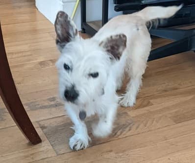 Spritely Freckles — Unknown