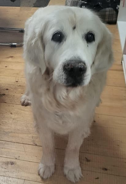 Adventurer Scout! — Unknown