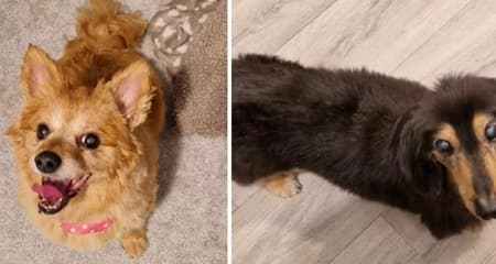 Frankie and Lexi — Unknown