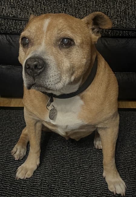 Gentle Gypsy-Rose — Unknown