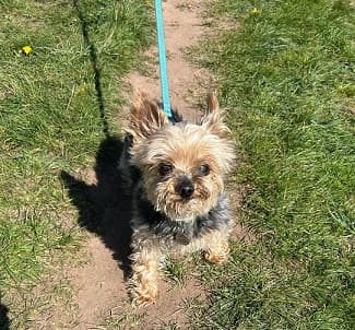 Charming Thomas — Unknown