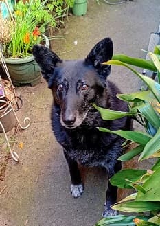 Affectionate Oscar — Unknown