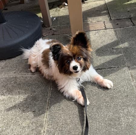 Perfectly Delightful Deva! — Unknown