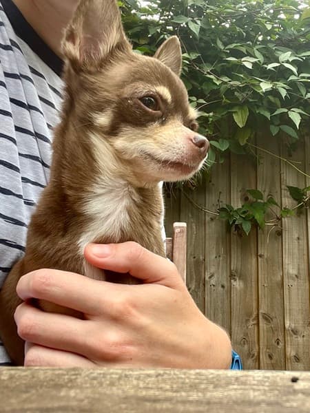 Mini Munchkin Milo! — Unknown