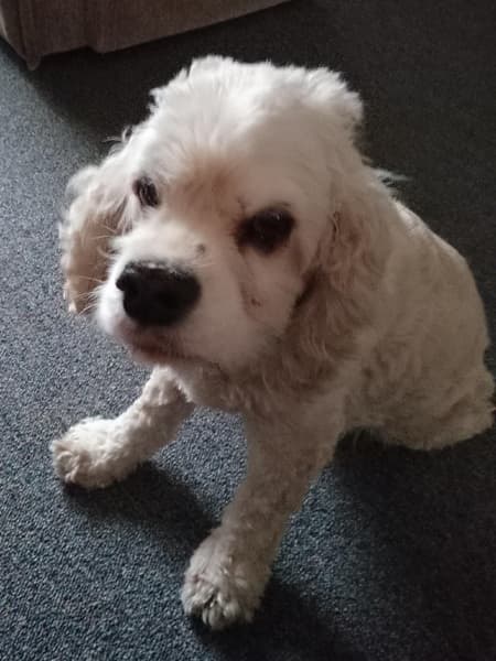 American Cocker, Boris! — Unknown