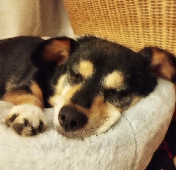 Humphrey — Unknown