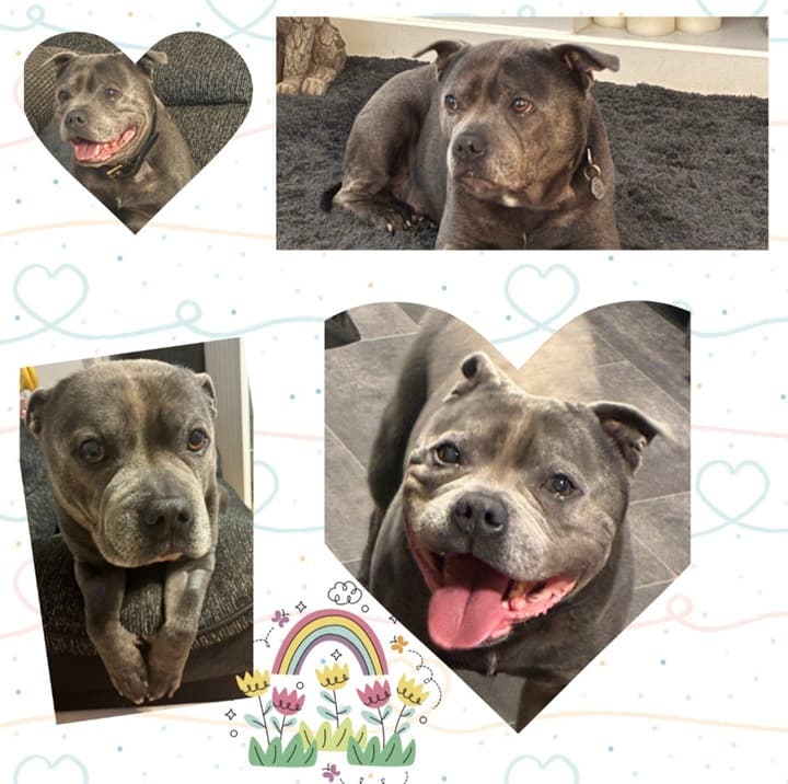 A very sad goodbye to Taro — Unknown