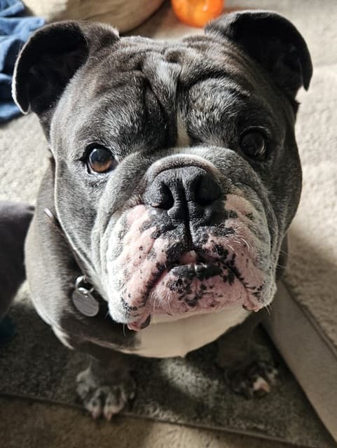 English Bulldog Teddy! — Unknown