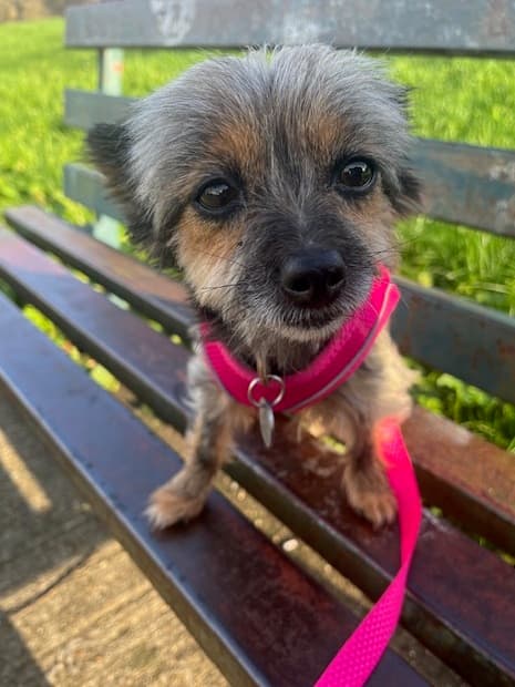 Teeny Tiny Tilly! — Unknown