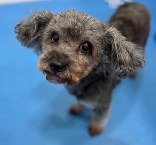 Miss Millie — Unknown