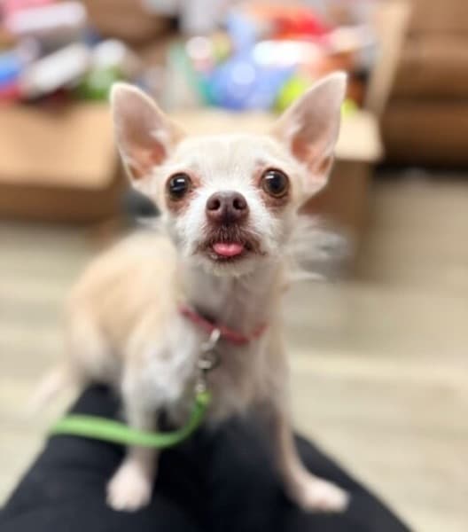 Tallulah — Unknown