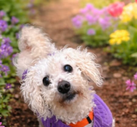 Princess — Unknown