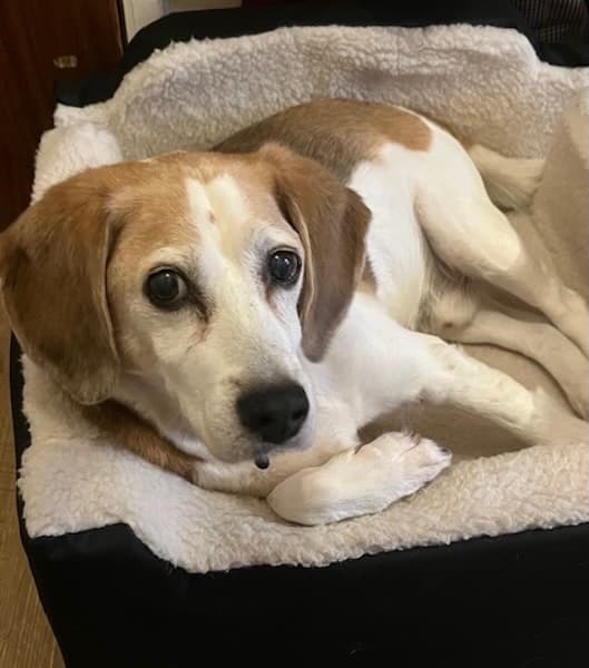 Rambo the Relaxed Beagle — Unknown