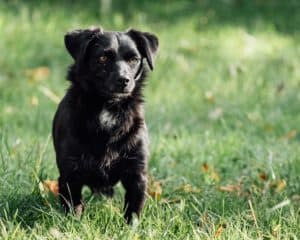 Dopey and Bashful photo 3