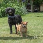 Shadow and Peanut — Unknown