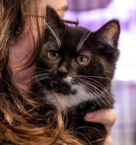 Bourbon and Ginger Snap photo 2