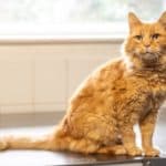 Marley and Gizmo — Unknown