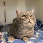 Smokey (the bandit) — Unknown