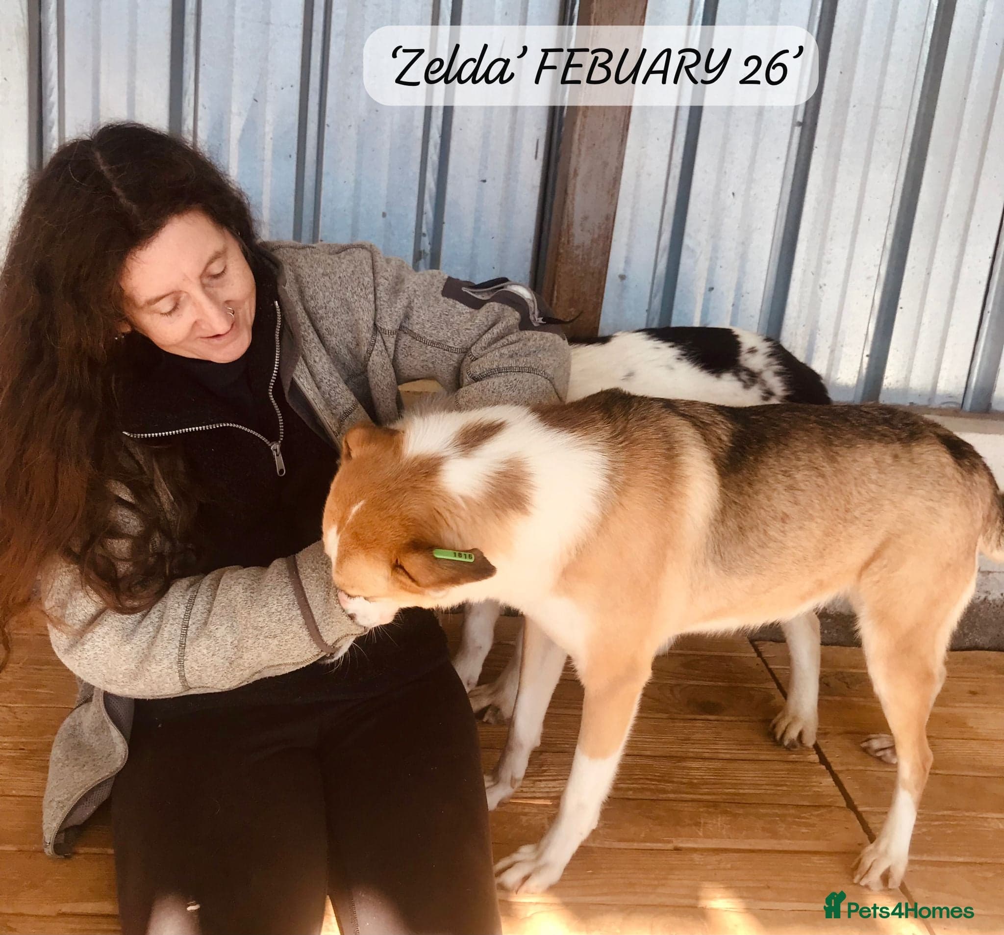 Zelda, 3 yrs old approx. photo 21