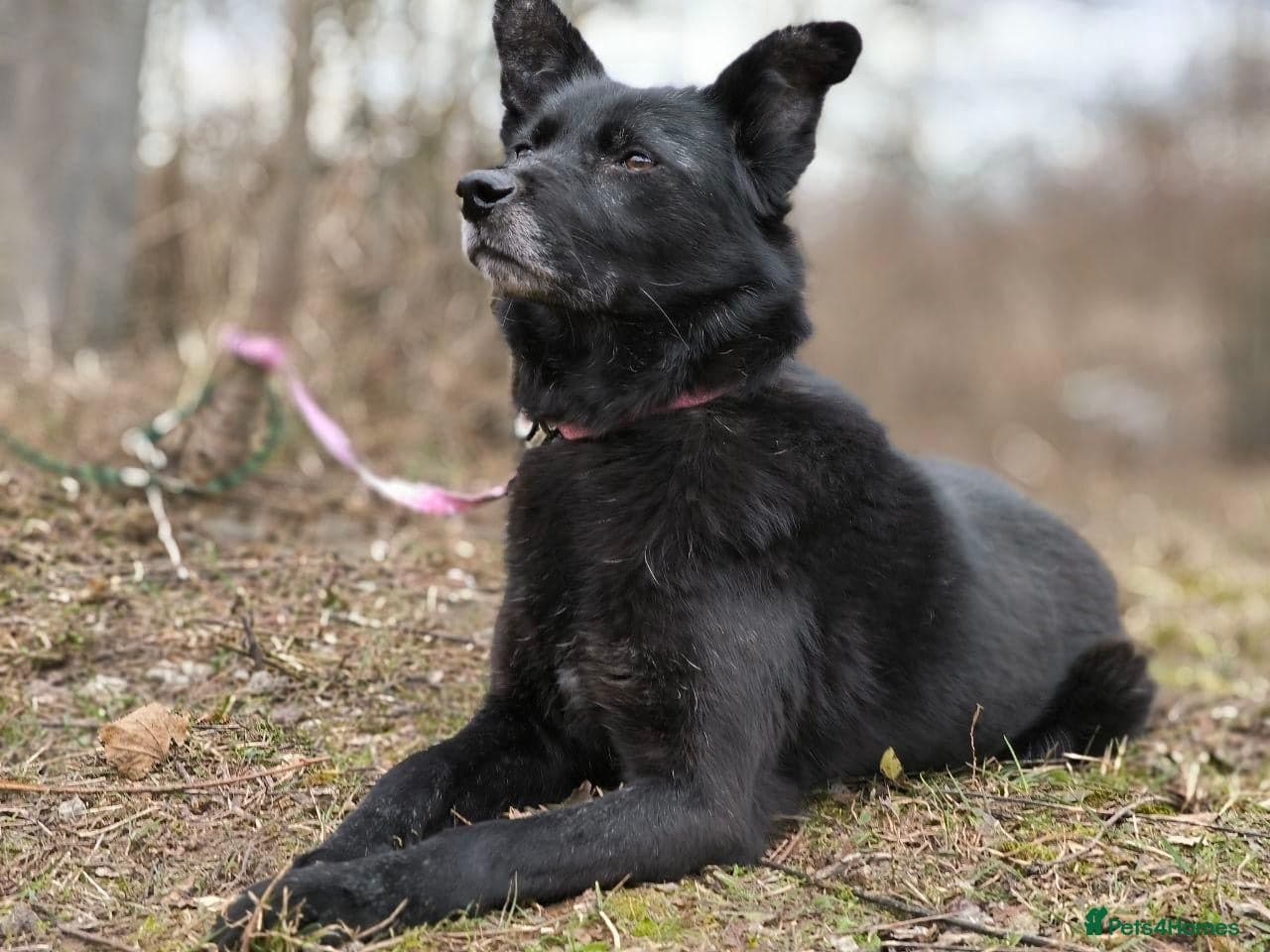 ๏ธ๐ถ tofa photo 12