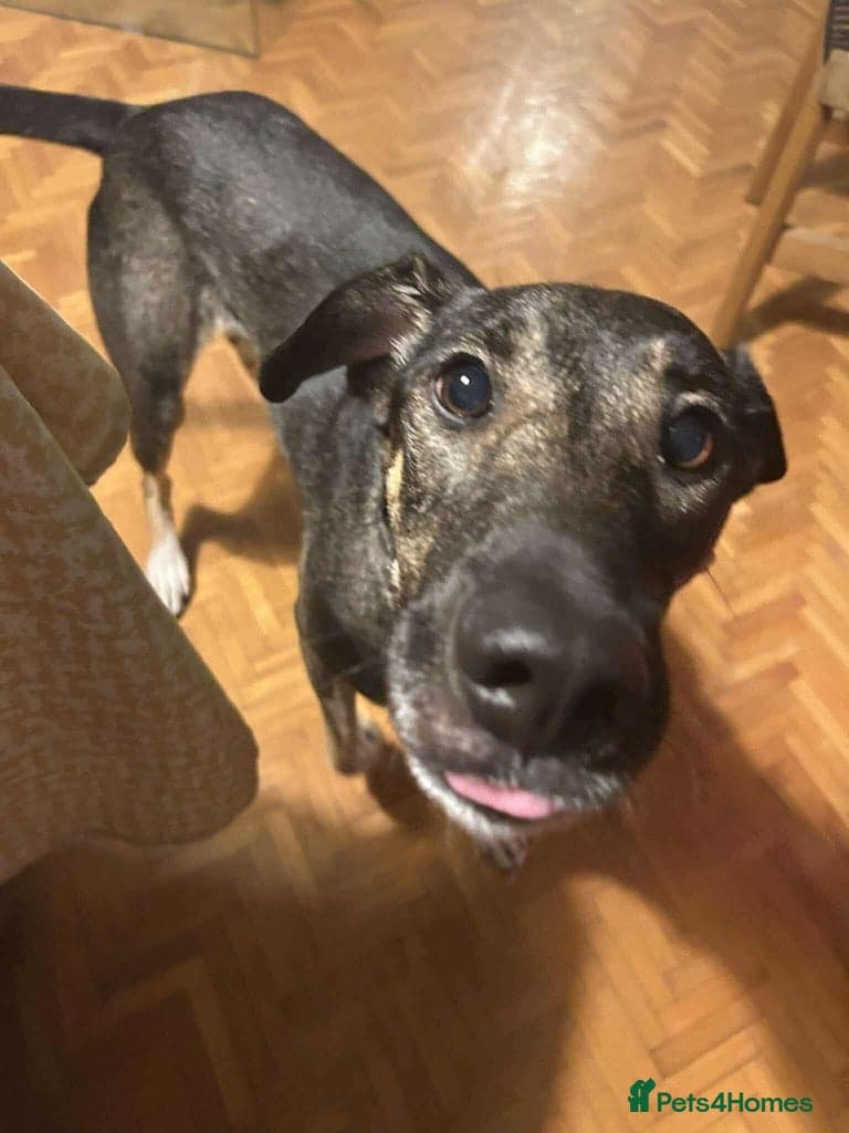 Anthi - in UK Foster (Colchester) photo 11