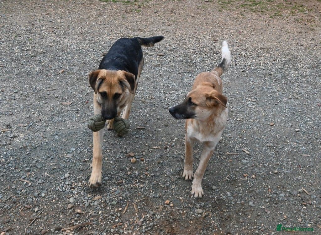 Adorable Atlas 6 month old photo 10