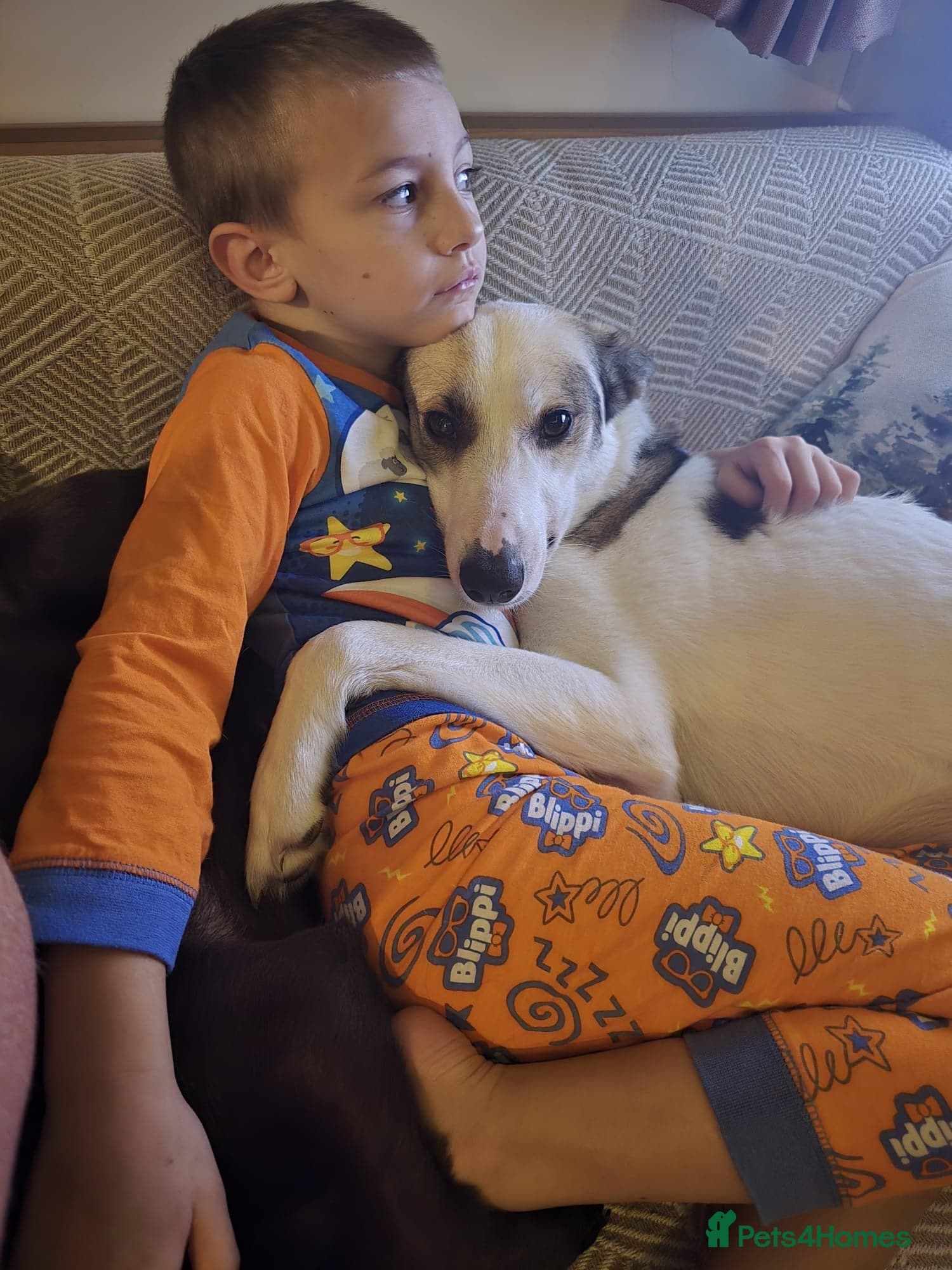 ๏ธ๐ถ bela photo 7