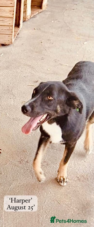 Harper, 2 yrs old approx. photo 9