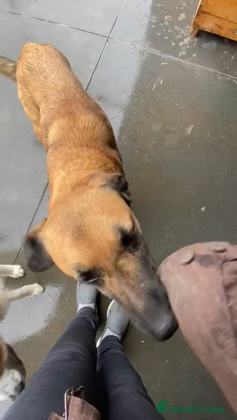 Captain, 10 yrs old. photo 3