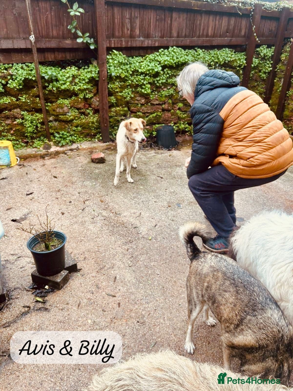 Avis- 20 months - photo 11