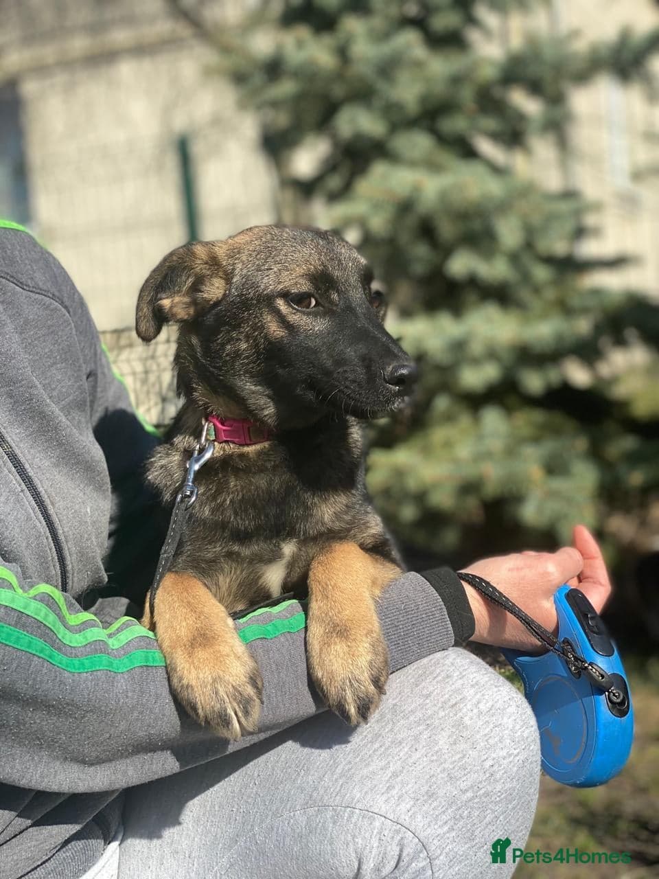 ️🐶 kuba photo 5