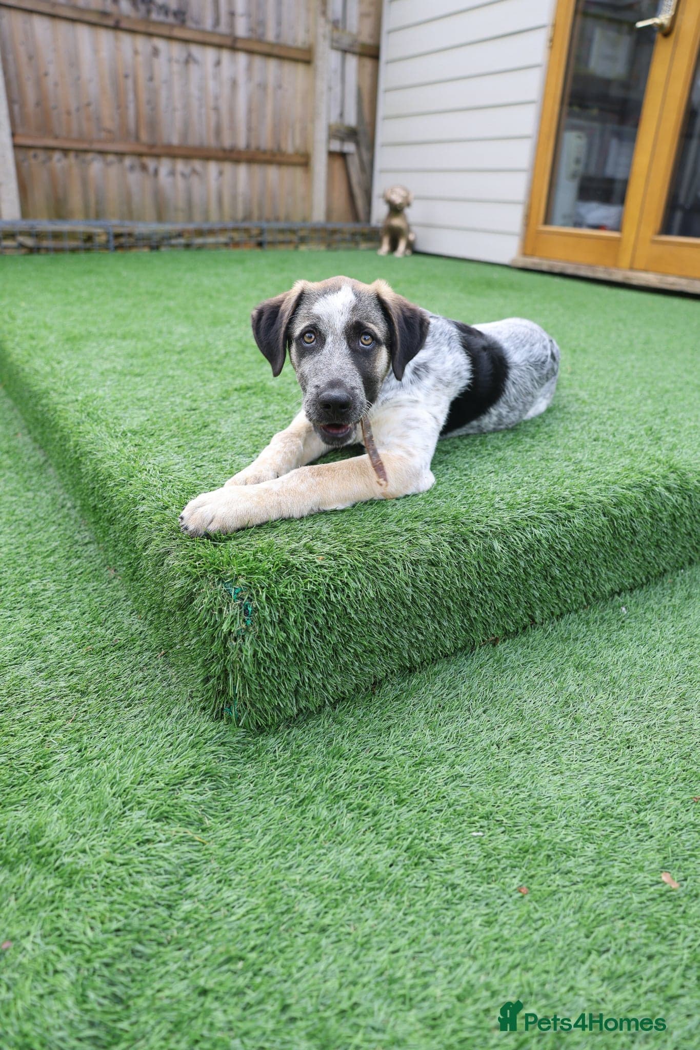 Easygoing Electra - Colourful Lab type photo 11