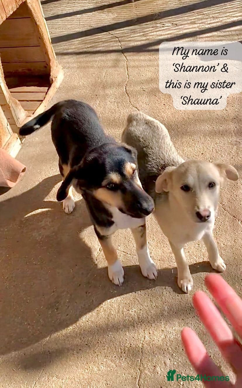 Shannon, 6 months approx, photo 4