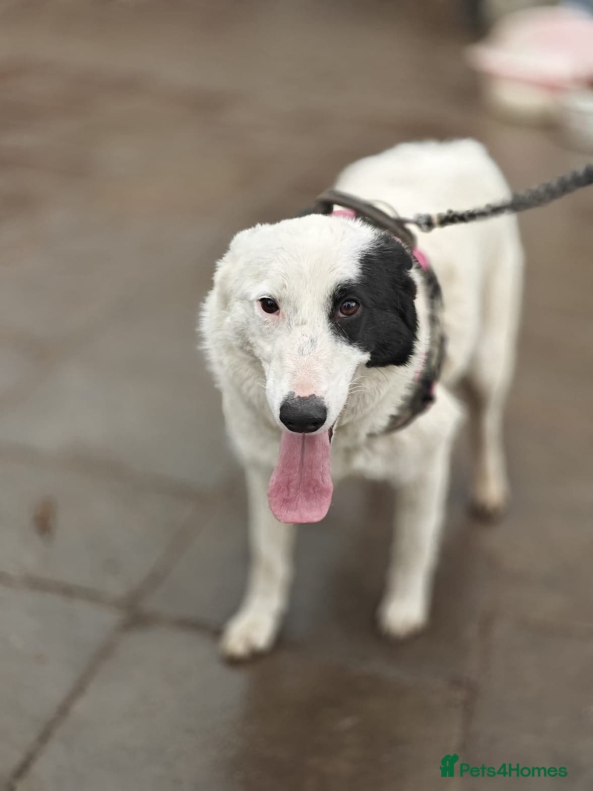 ️🐶 suzy photo 12